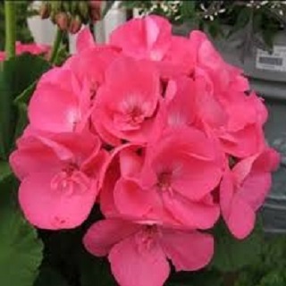 TUB12"GERANIUM AMERICANA PINK