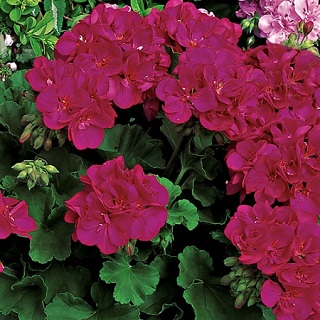 TUB12"GERANIUM CALIPE MED VIOLET