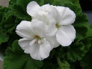 TUB12"GERANIUM MOJO WHITE