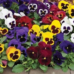 TUB10"MANDEVILLA CORAL PINK