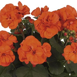 TUB13"GERAN SPIKE MOJO ORANGE