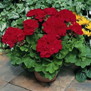 TUB13"GERAN SPIKE RED