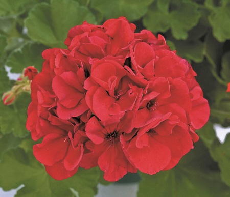 TUB12"HELIX COMBO-HONEY BUNNY