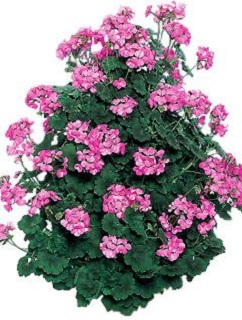 TUB12"HELIX COMBO-THE ROYALE