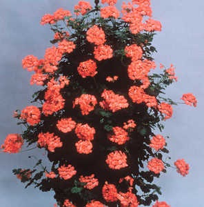 TUB13"GERAN SPIKE CAL DARK RD