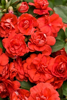 TUB12"MANDEVILLA RED