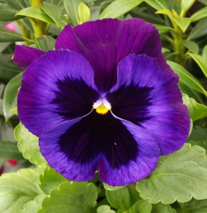 BOWL12"PANSY BLUE BLEND