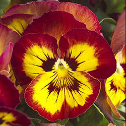 BOWL12"PANSY MATRIX SANGRIA