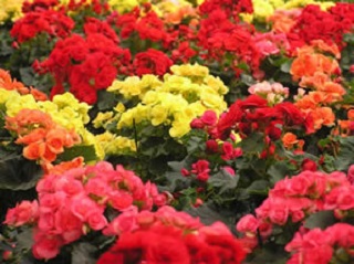 TUB10"BEGONIA RIEGER MIX