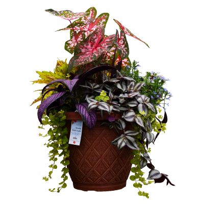 TUB16"AWESOME SHADE COMBO