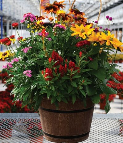 FALL COMBO-16"AWESOME AUTMN CMBO