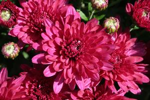 16" MUM PURPLE