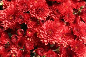 16" MUM RED