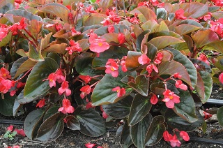 HB13"DESIGNER COMBO-SUNRISE SURP