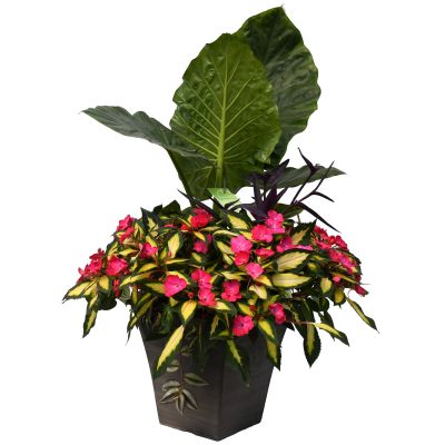 TUB14"SQ COMBO TROPICAL TREASURE