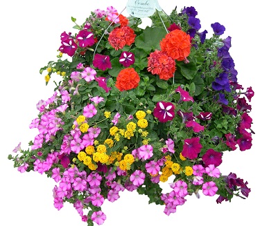 HB18"AWESOME COMBO JUMBO