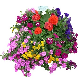 Z-HB18"PETUNIA COMBO JUMBO