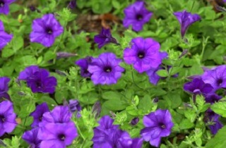 306T/18PETUNIA EW BLUE