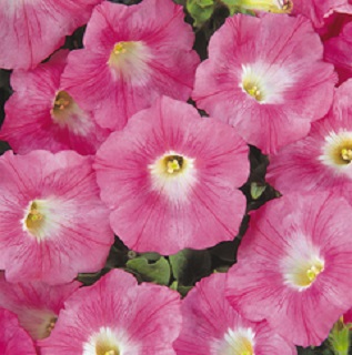 306T/18PETUNIA EW PINK PASSION