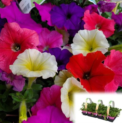 306T/18PETUNIA EW VIBRANT MIX