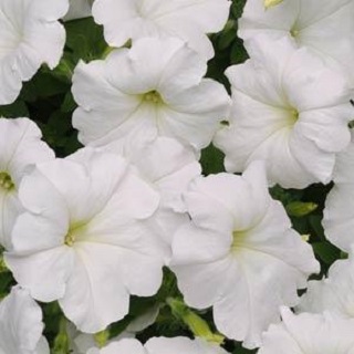 306T/18PETUNIA EW WHITE E3