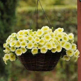 306T/18PETUNIA EW YELLOW