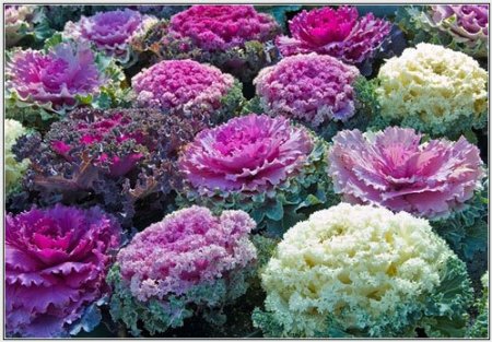 306T/18KALE OSAKA MIX