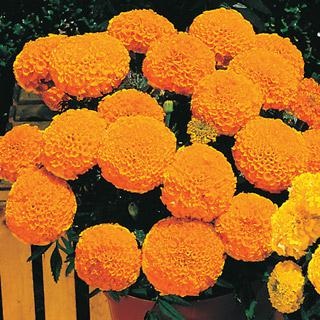 306T/18MARIGOLD ANTIGUA ORANGE