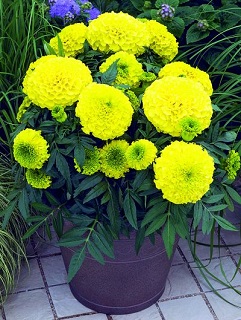 306T/18MARIGOLD ANTIGUA YELLOW