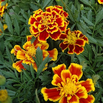 306T/18MARIGOLD DURANGO BEE