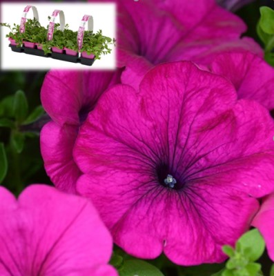 306T/18PETUNIA WAVE PURPLE