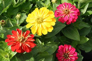 306T/18ZINNIA MAGELLAN MIX