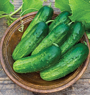 E4.75T/10CUCUMBER PICKLING