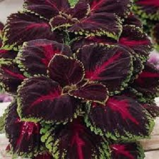 306T/18COLEUS KONG RED