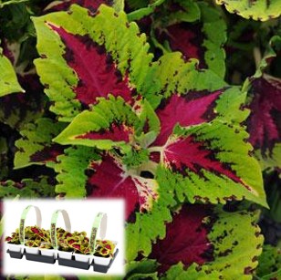 306T/18COLEUS KONG ROSE