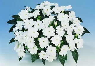 304T/12SUNPATIENS WHITE