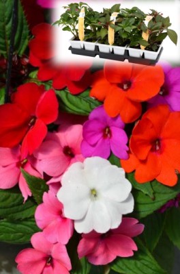 304T/12SUNPATIENS MIX