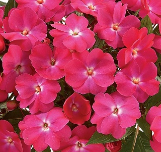 304T/12SUNPATIENS HOT PINK