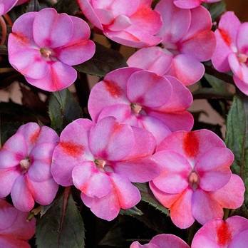 304T/12SUNPATIENS RED CANDY
