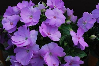 304T/12SUNPATIENS PURPLE