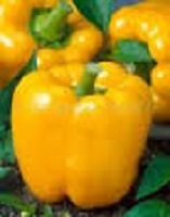 E4.75T/10PEPPER YELLOWBELL