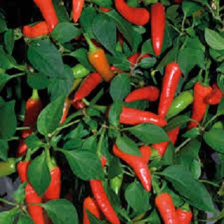 E4.75T/10PEPPER SUPERCHILI
