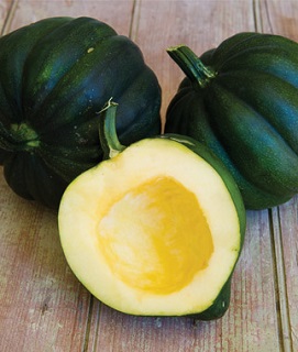 E4.75T/10SQUASH ACORN HYBRID