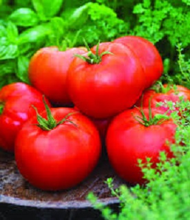 E4.75T/10TOMATO BETTERBOY