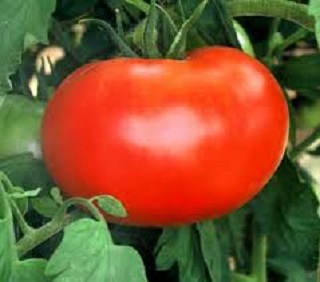 E4.75T/10TOMATO BIGBOY