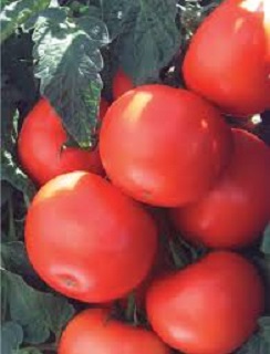 E4.75T/10TOMATO CELEBRITY