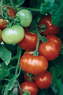 E4.75T/10TOMATO SUPERFANTASTIC