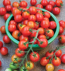 E4.75T/10TOMATO SUPERSWEET100