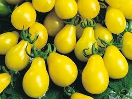 E4.75T/10TOMATO H YELLOWPEAR