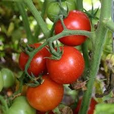 HB13"DESIGNER COMBO-HONEY BUNNY